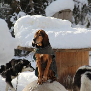 Dog Sled Adventures - Bowzer... - Tours Near Me - Olney, Montana