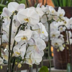 Plants N Petals - Phalo Orchids