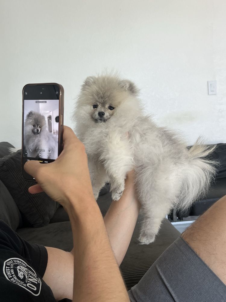 HACHI DOG GROOMING AND BOUTIQUE Updated September 2024 100 Photos & 38 Reviews 11278 SW