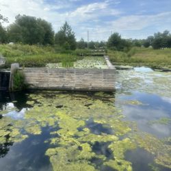 Miller-Showers Park - Lilly pads & pollution control