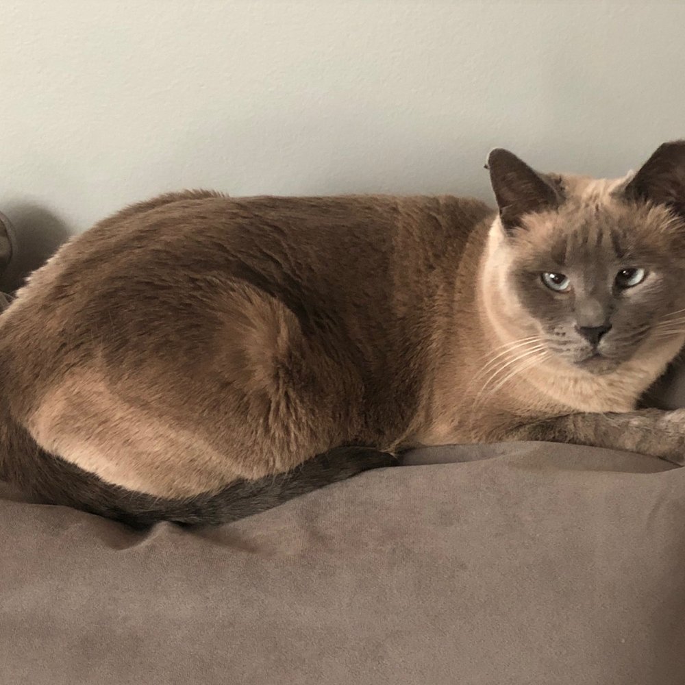 Millis Animal Hospital - Happy cat - Veterinarians Near Me - Millis, Massachusetts