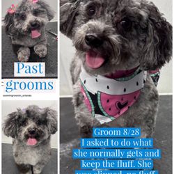 Zoomin Groomin - Orlando, FL - Past Grooms vs. 8/28 groom