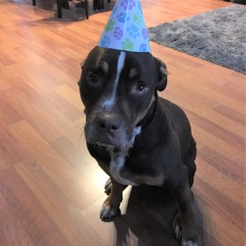 North West Canine Cakes - Havoc patiently waiting for his birthday cake with his party hat (supplied by North West Canine Cakes) - Pet Stores Near Me North West Canine Cakes - Havoc patiently waiting for his birthday cake with his party hat (supplied by North West Canine Cakes) - Pet Stores Near Me