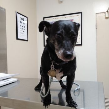 affordable animal clinic long beach