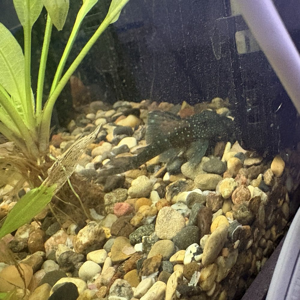 Fish Freaks - Day I brought the fish home - Local Fish Stores Near Me - Omaha, Nebraska