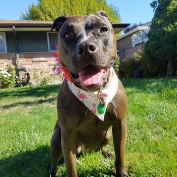 Daisy's Pet Grooming - Luna feeling herself today after a spa day! - Pet Groomers Near Me - Puyallup, Washington Daisy's Pet Grooming - Luna feeling herself today after a spa day! - Pet Groomers Near Me - Puyallup, Washington