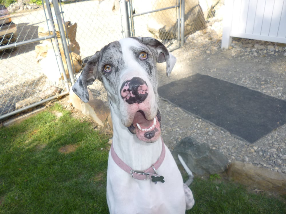 HOWL A DAY INN ANIMAL RESORT Updated October 2024 10 Photos 4704