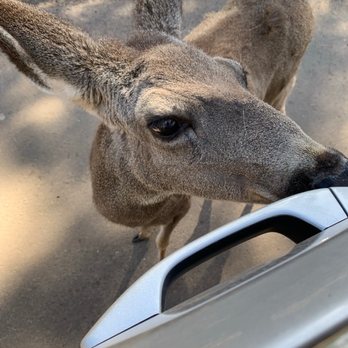 Bearizona - My deer friend who came right up to the car - Zoos Near Me - Williams, Arizona Bearizona - My deer friend who came right up to the car - Zoos Near Me - Williams, Arizona