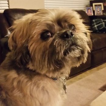 Kelley's Sitting Services - This is Bentley. I've been taking care of him for about 2 years. - Dog Walkers Near Me