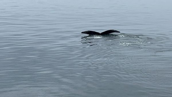 Orca Spirit Adventures Whale Watching by null