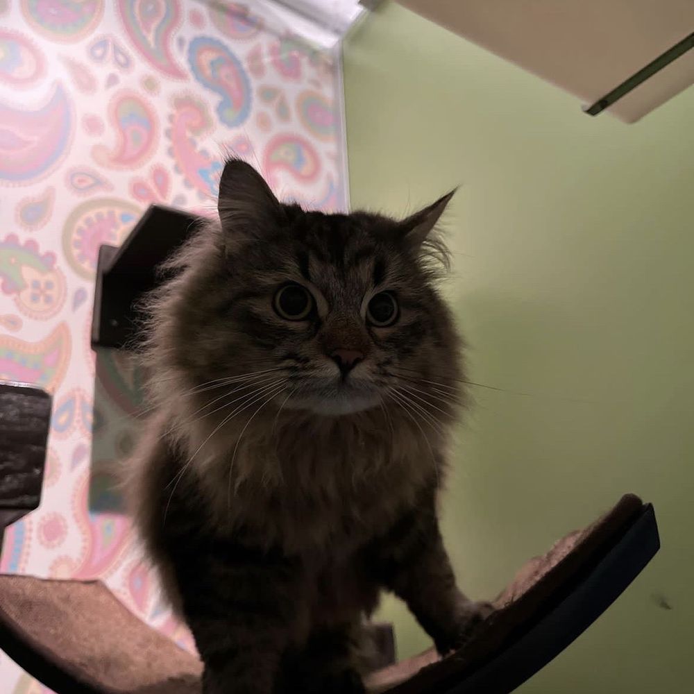 Meeow Chicago - Lincoln Park - Pet Groomers Near Me - Chicago, Illinois Meeow Chicago - Lincoln Park - Pet Groomers Near Me - Chicago, Illinois