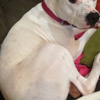 VIPuppy Spa - One tired dog after a day at VIP. - Pet Sitting Near Me - Summit, New Jersey