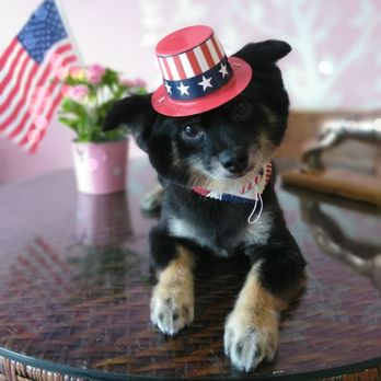 ruby clippers pet grooming