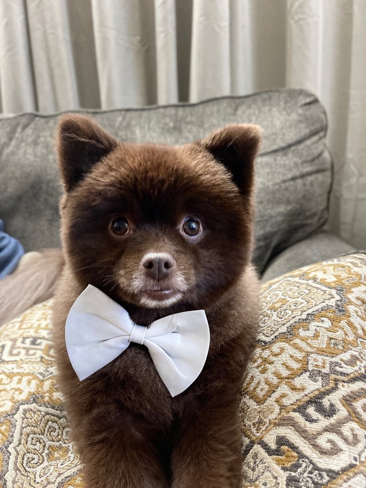 DAPPER DOGGY DAY SPAW Updated October 2024 314 2nd Ave E, Twin