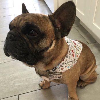 Isela's Pet Grooming - Isela left Woodchip as spiffy and happy as ever! - Pet Groomers Near Me - Whittier, California Isela's Pet Grooming - Isela left Woodchip as spiffy and happy as ever! - Pet Groomers Near Me - Whittier, California