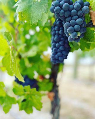 50th Parallel Estate Winery by null