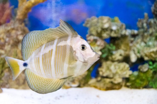 Underwater World by null