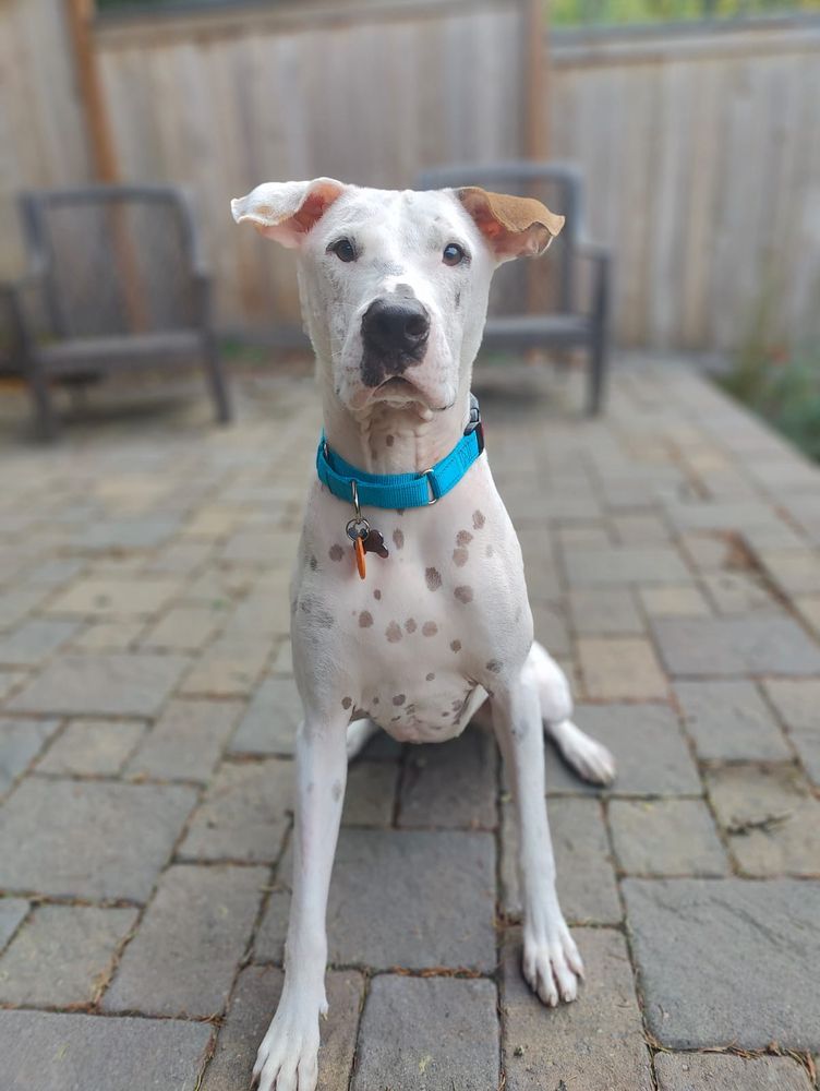 The Green Lake Dog House - pet boarding facility in Seattle, WA
