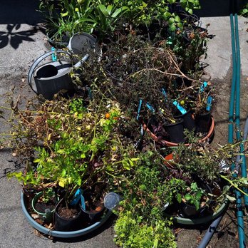 Tapia Bros Farm - Tomato plants purchased from 2026 Tomatomania event - Fruits & Veggies Near Me - Encino, California Tapia Bros Farm - Tomato plants purchased from 2026 Tomatomania event - Fruits & Veggies Near Me - Encino, California