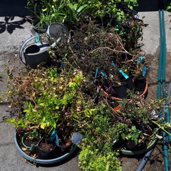 Tomato plants purchased from 2026 Tomatomania event