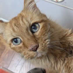 Biscuits Pet Resort