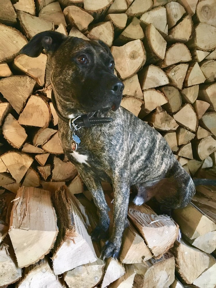 YONKERS ANIMAL SHELTER Animal Shelters 1000 Ridge Hill Blvd