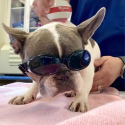 Animal Health & Rehab Center - Laser therapy