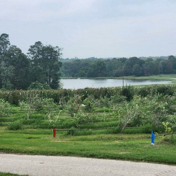 Echo Springs Blueberry Farm - Rows and rows of blueberries. Blackberries in the very back - Farmers Market Near Me - Murchison, Texas