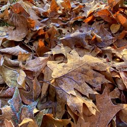 Rough Meadows Wildlife Sanctuary - Frost on the leaves!! Totally put me in the cozy autumn mood!!
