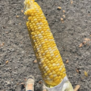 Bob's Corn & Pumpkin Farm - Corn on the cob. - Pumpkin Patches Near Me - Snohomish, Washington