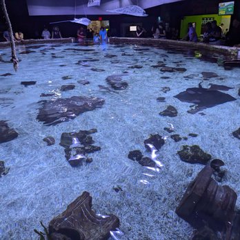 San Antonio Aquarium - Skate and Ray feeding pond - Aquariums Near Me - Leon Valley, Texas San Antonio Aquarium - Skate and Ray feeding pond - Aquariums Near Me - Leon Valley, Texas