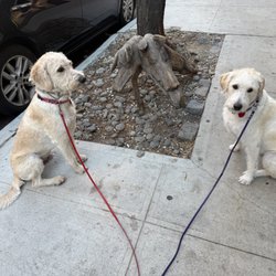 Dream Come True K9 - Among many benefits of working with DCT is that I can get my pups to pose for photos with abstract art sculptures of dogs :).