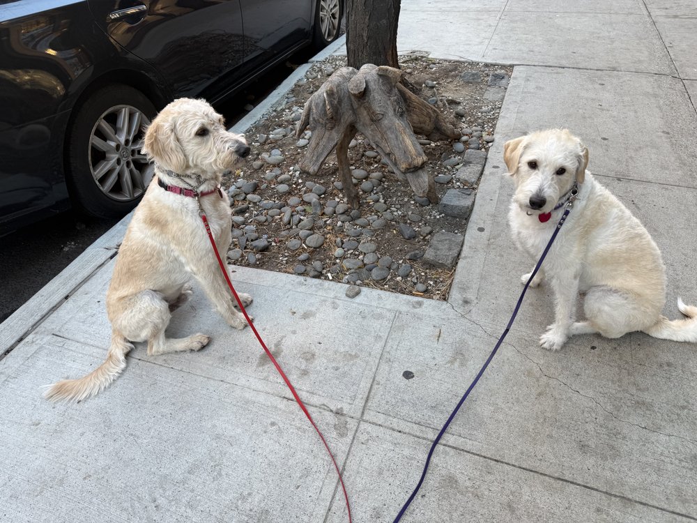 Dream Come True K9 - pet boarding facility in New York, NY