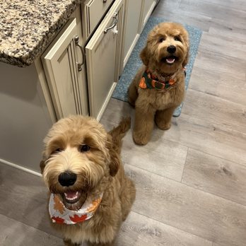 Mr Anthony Dog Grooming Mobile - Louie & Lexi - Pet Groomers Near Me - Jacksonville, Florida