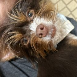 Cat and Cow Veterinary Clinic - Juneau - my sweet Yorkie. Killed by Cat And Cow.