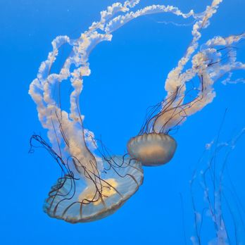 National Aquarium - Aquariums Near Me - Baltimore, Maryland National Aquarium - Aquariums Near Me - Baltimore, Maryland