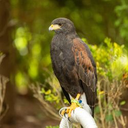 Wing Blade Falconry