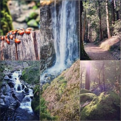 Feather Falls Trail - Collage of sights along the trail