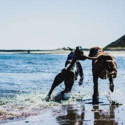 Photogra-V • Pet Photography - Dogs running on the beach.