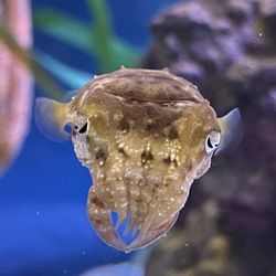 The Virginia Aquarium & Marine Science Center - cuttlefish
