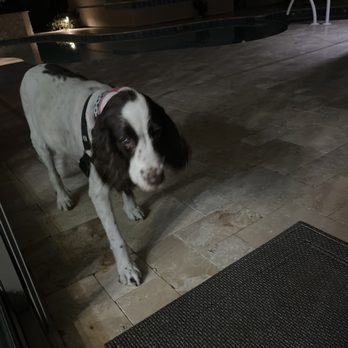 Cookies N Clean - Pet Groomers Near Me - Phoenix, Arizona