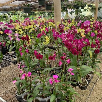 Bamboo And Orchid Gardens Davie Fl | Fasci Garden