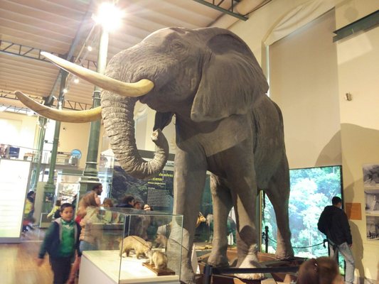 Museo Nacional de Ciencias Naturales by null