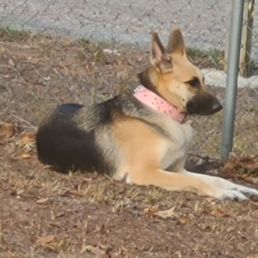 Rescued from a puppy mill. She needed someone to love her, not use her to make money. My new best friend! Rescued from a puppy mill. She needed someone to love her, not use her to make money. My new best friend!