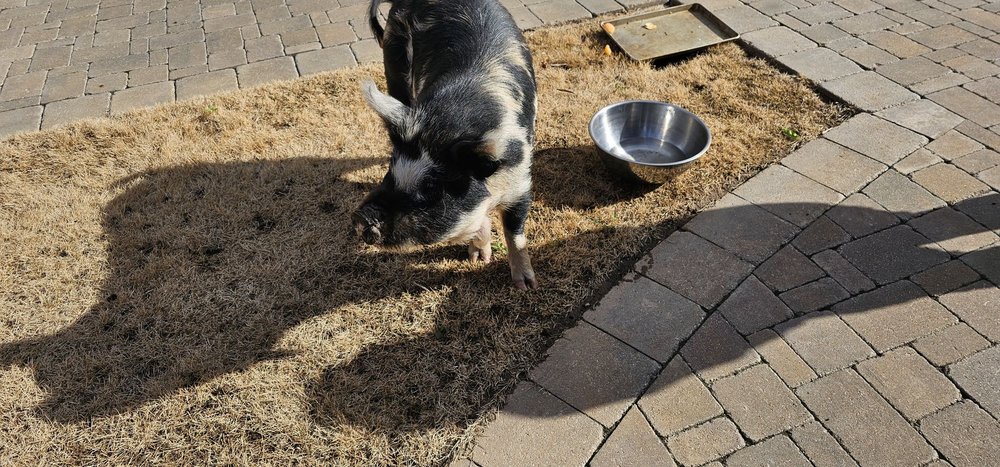 Porta Caeli House - social services organization in Tulsa, OK