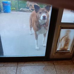 Pain Management of Oklahoma - My service animal