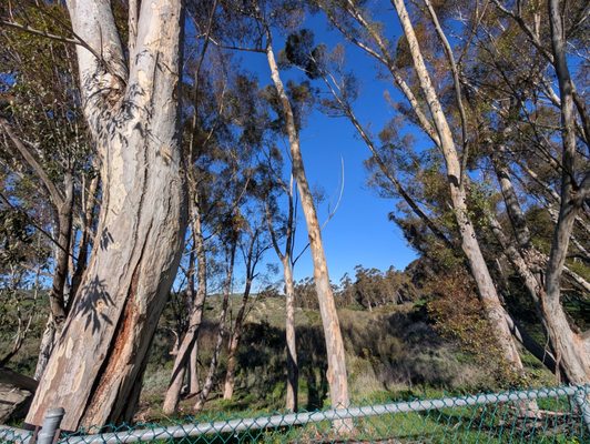 Kenneth Hahn State Recreation Area by null