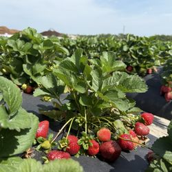 Strawberry Passion Farm