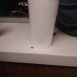 University of Miami Hospital - A freaking German roach! Wtf!!!! No wonder people don't make it out...
