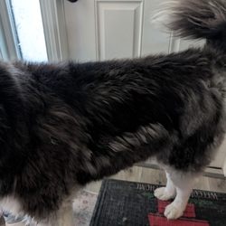 Clipz and Snipz - He looks worse than when I dropped him off